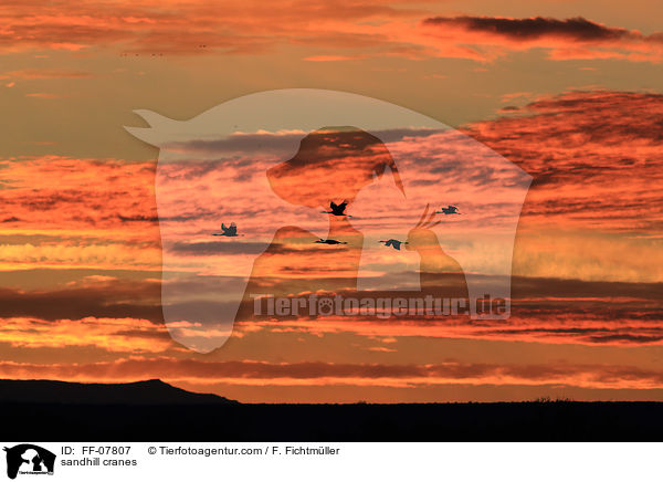 Kanadakraniche / sandhill cranes / FF-07807