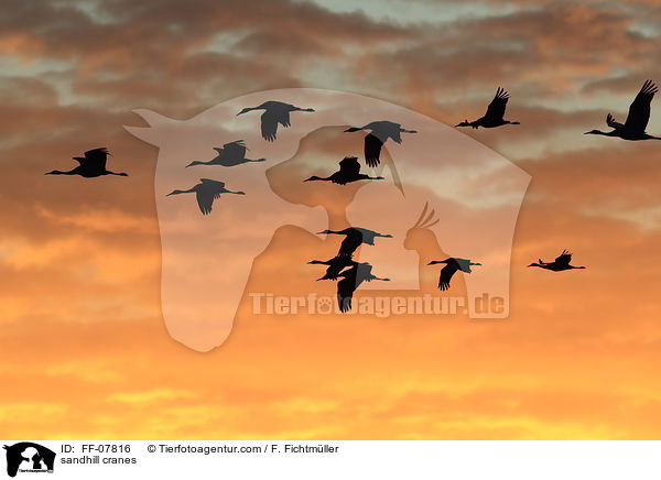 Kanadakraniche / sandhill cranes / FF-07816