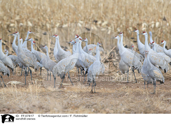 Kanadakraniche / sandhill cranes / FF-07817