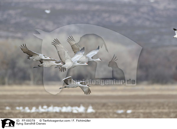 flying Sandhill Cranes / FF-09379