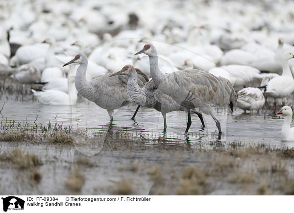 walking Sandhill Cranes / FF-09384