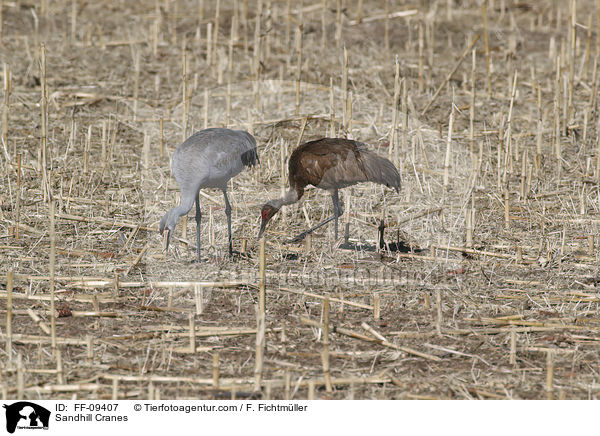 Kanadakraniche / Sandhill Cranes / FF-09407