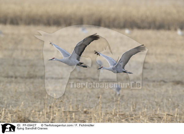 fliegende Kanadakraniche / flying Sandhill Cranes / FF-09427