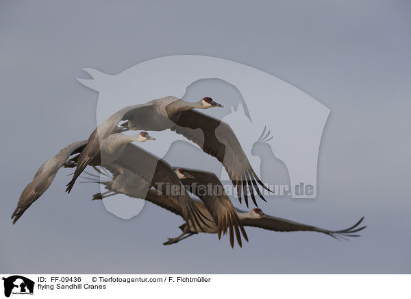 fliegende Kanadakraniche / flying Sandhill Cranes / FF-09436