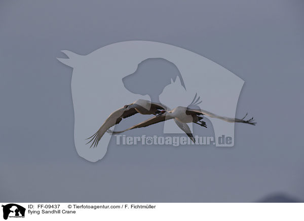 fliegender Kanadakranich / flying Sandhill Crane / FF-09437