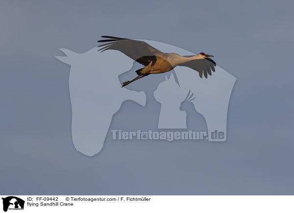 fliegender Kanadakranich / flying Sandhill Crane / FF-09442