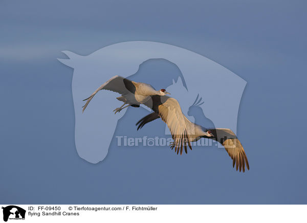 flying Sandhill Cranes / FF-09450