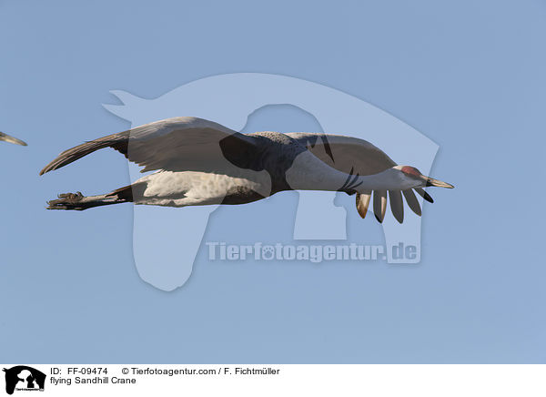 fliegender Kanadakranich / flying Sandhill Crane / FF-09474