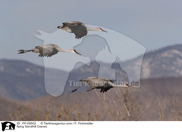 fliegende Kanadakraniche / flying Sandhill Cranes / FF-09502