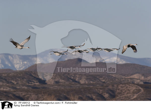 flying Sandhill Cranes / FF-09512