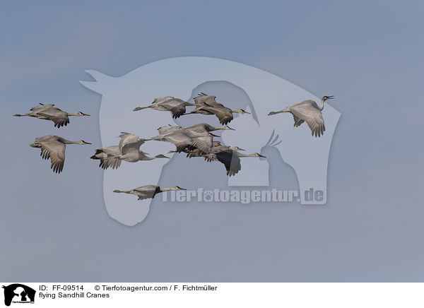 flying Sandhill Cranes / FF-09514