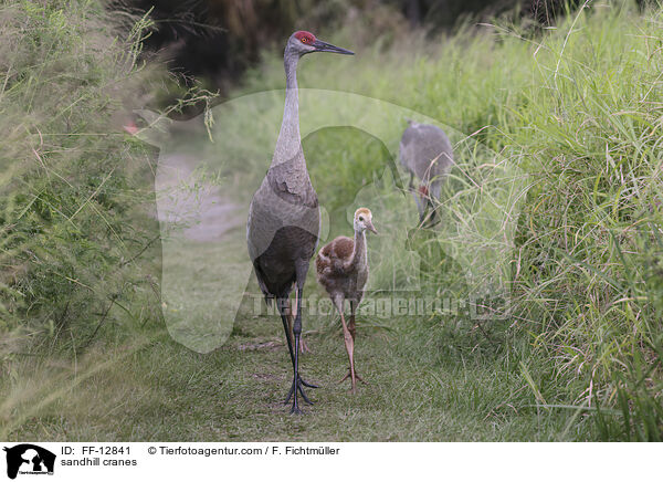 Kanadakraniche / sandhill cranes / FF-12841