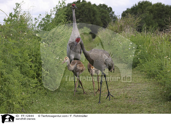 sandhill cranes / FF-12844