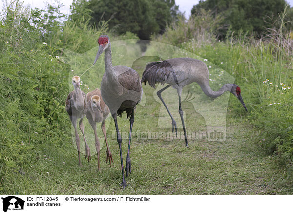 Kanadakraniche / sandhill cranes / FF-12845