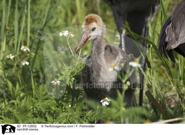 Kanadakraniche / sandhill cranes / FF-12852