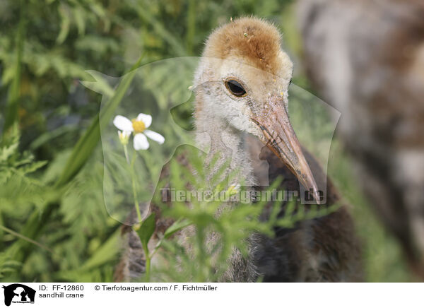 Kanadakranich / sandhill crane / FF-12860