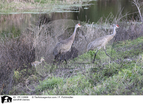 sandhill cranes / FF-12868