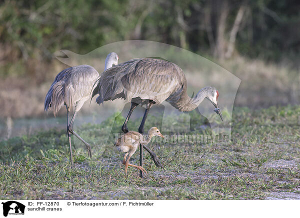 sandhill cranes / FF-12870