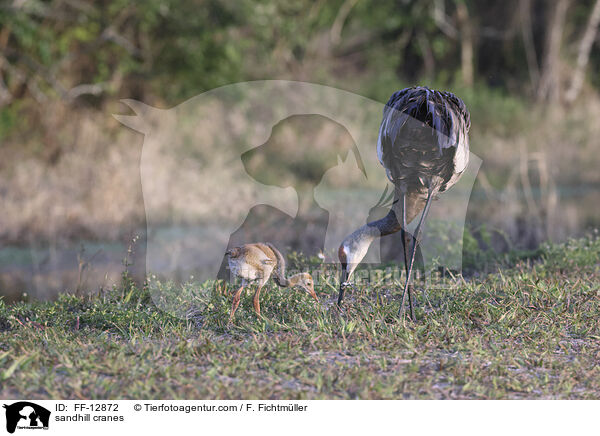 Kanadakraniche / sandhill cranes / FF-12872