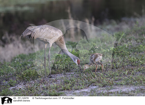 Kanadakraniche / sandhill cranes / FF-12876