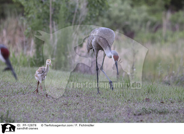 sandhill cranes / FF-12878