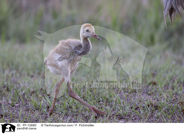 Kanadakranich / sandhill crane / FF-12880