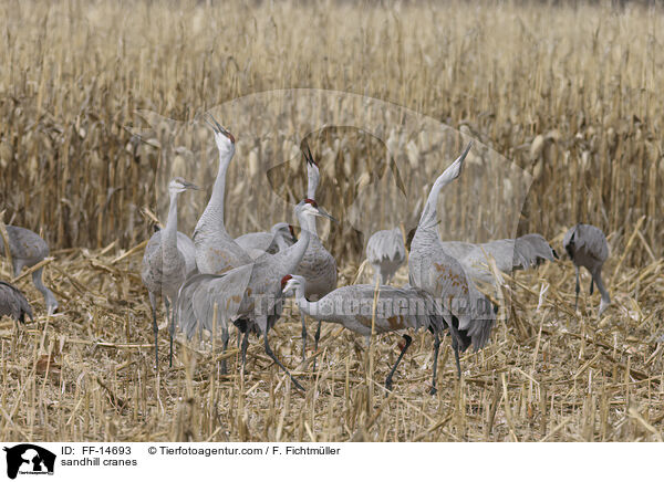 Kanadakraniche / sandhill cranes / FF-14693