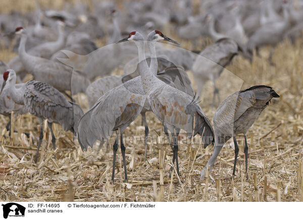 Kanadakraniche / sandhill cranes / FF-14695
