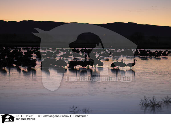 Kanadakraniche / sandhill cranes / FF-14731