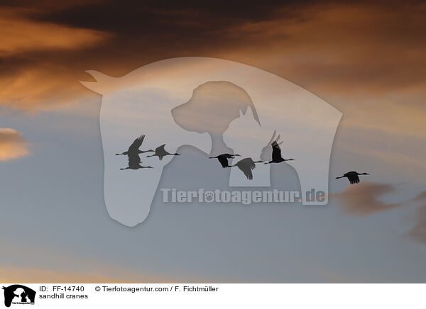 Kanadakraniche / sandhill cranes / FF-14740