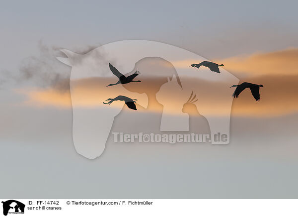 sandhill cranes / FF-14742