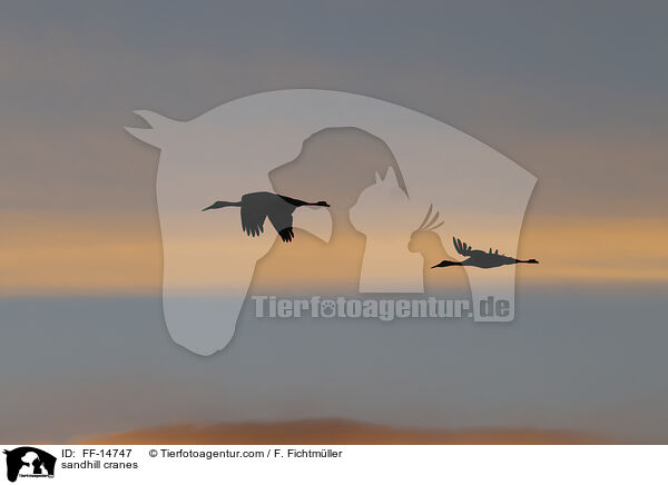 Kanadakraniche / sandhill cranes / FF-14747