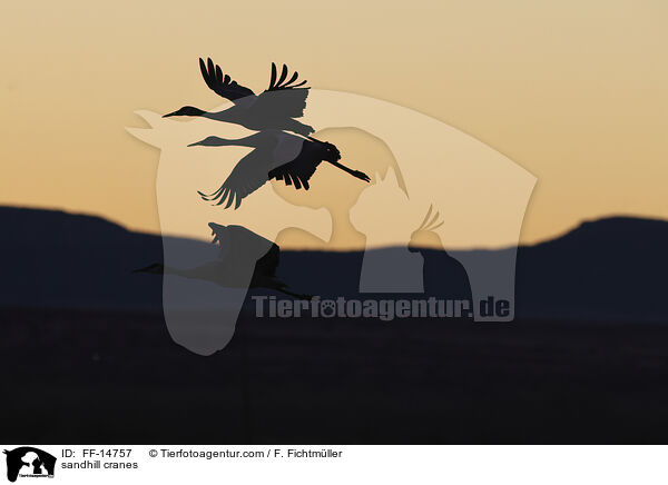 Kanadakraniche / sandhill cranes / FF-14757