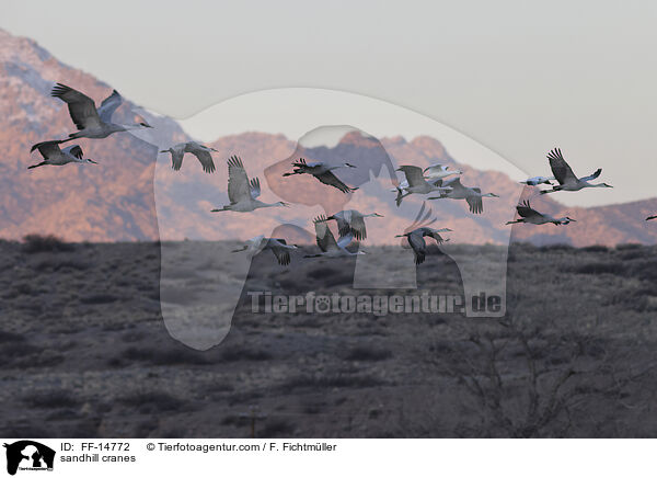 Kanadakraniche / sandhill cranes / FF-14772