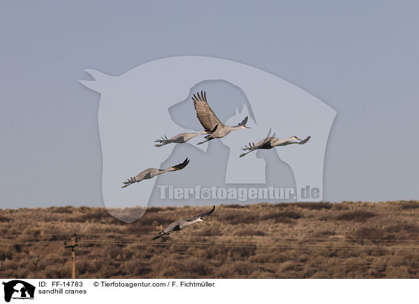 Kanadakraniche / sandhill cranes / FF-14783