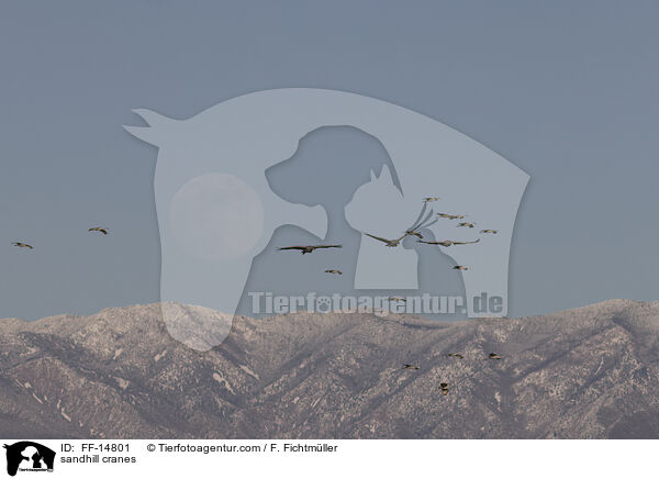 Kanadakraniche / sandhill cranes / FF-14801
