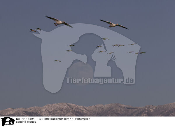 Kanadakraniche / sandhill cranes / FF-14804