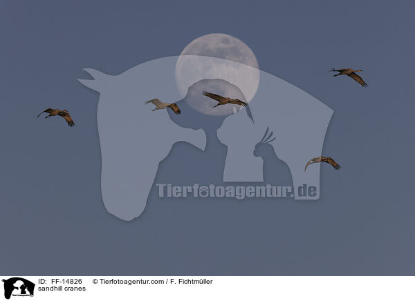 Kanadakraniche / sandhill cranes / FF-14826