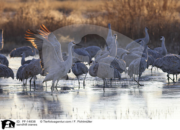 Kanadakraniche / sandhill cranes / FF-14838