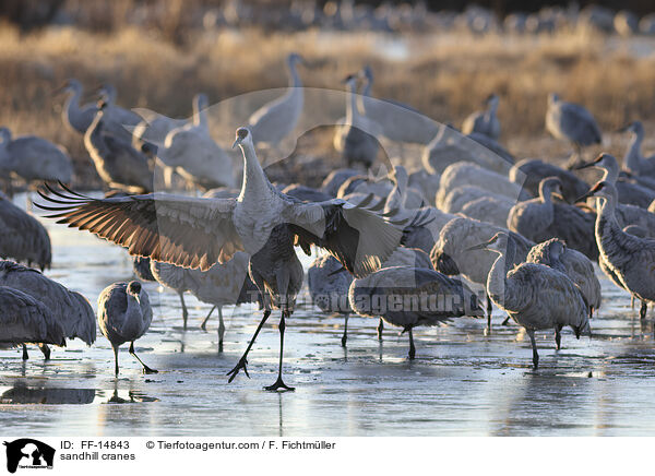 Kanadakraniche / sandhill cranes / FF-14843