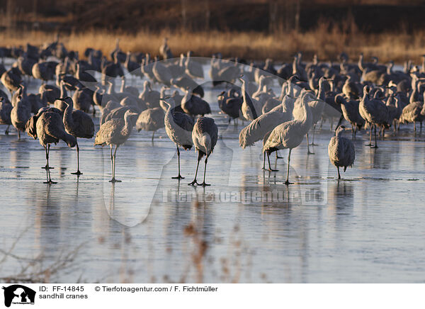 Kanadakraniche / sandhill cranes / FF-14845