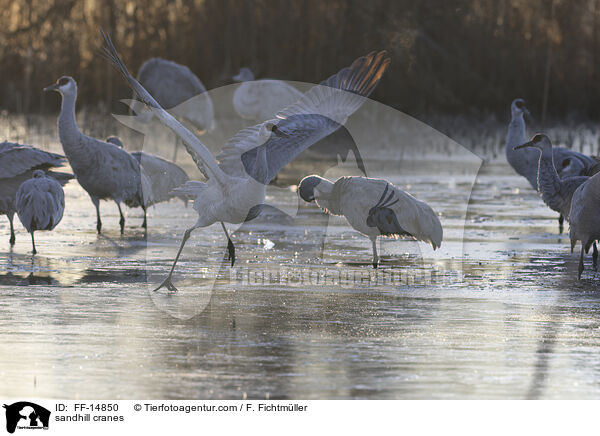 Kanadakraniche / sandhill cranes / FF-14850
