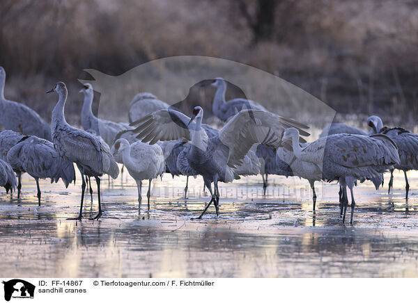 Kanadakraniche / sandhill cranes / FF-14867