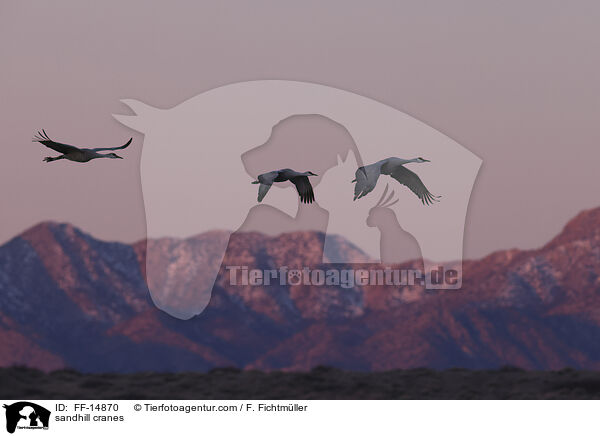 Kanadakraniche / sandhill cranes / FF-14870
