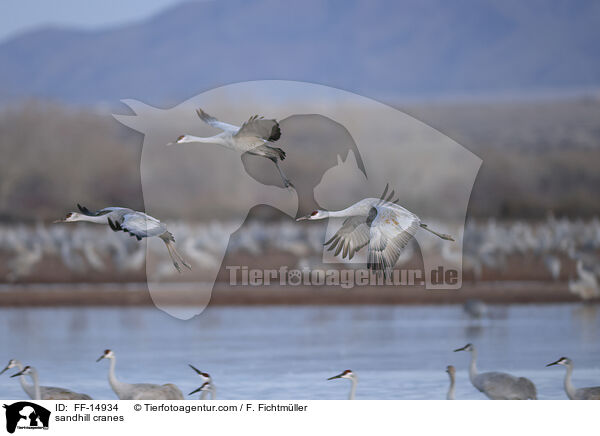 Kanadakraniche / sandhill cranes / FF-14934