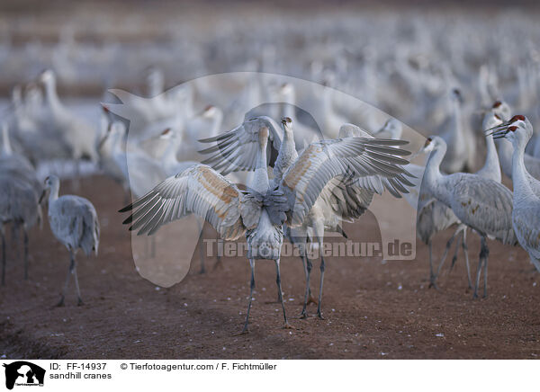 Kanadakraniche / sandhill cranes / FF-14937