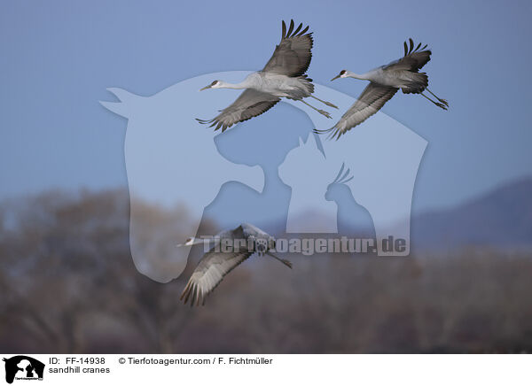 sandhill cranes / FF-14938