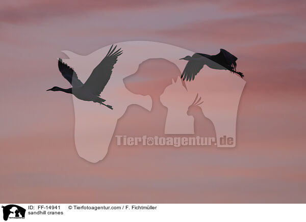 Kanadakraniche / sandhill cranes / FF-14941