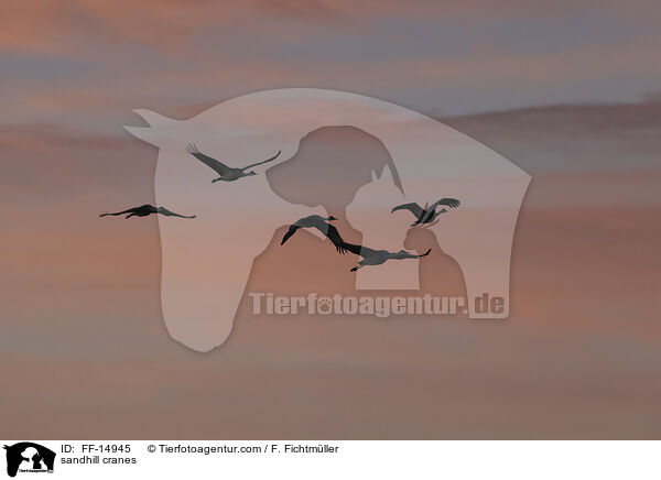 Kanadakraniche / sandhill cranes / FF-14945