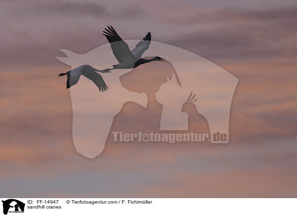 Kanadakraniche / sandhill cranes / FF-14947